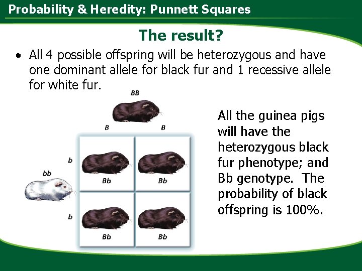 Probability & Heredity: Punnett Squares The result? • All 4 possible offspring will be