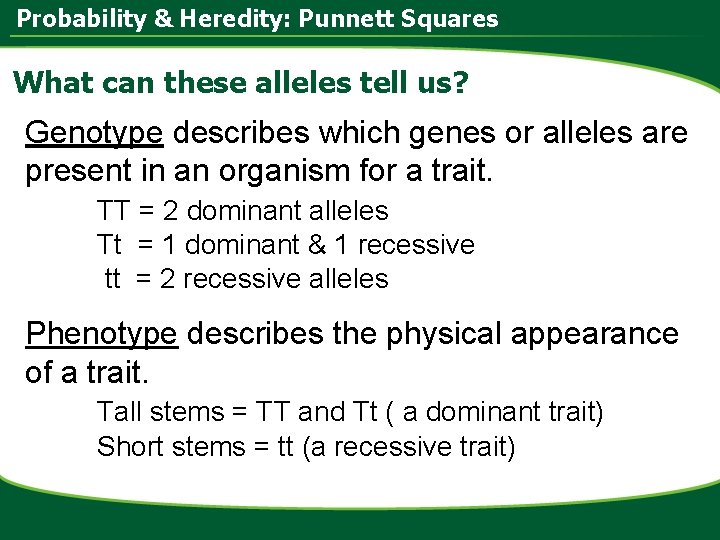 Probability & Heredity: Punnett Squares What can these alleles tell us? Genotype describes which