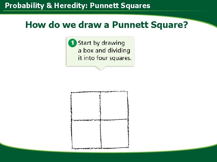 Probability & Heredity: Punnett Squares How do we draw a Punnett Square? 