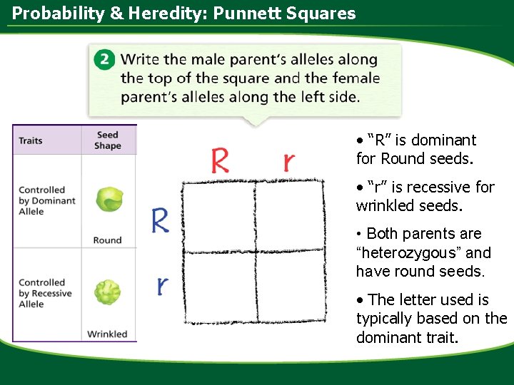 Probability & Heredity: Punnett Squares • “R” is dominant for Round seeds. • “r”