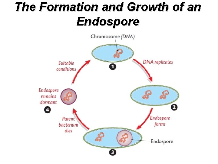 The Formation and Growth of an Endospore 