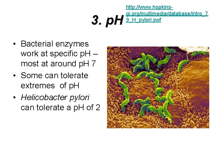3. p. H • Bacterial enzymes work at specific p. H – most at