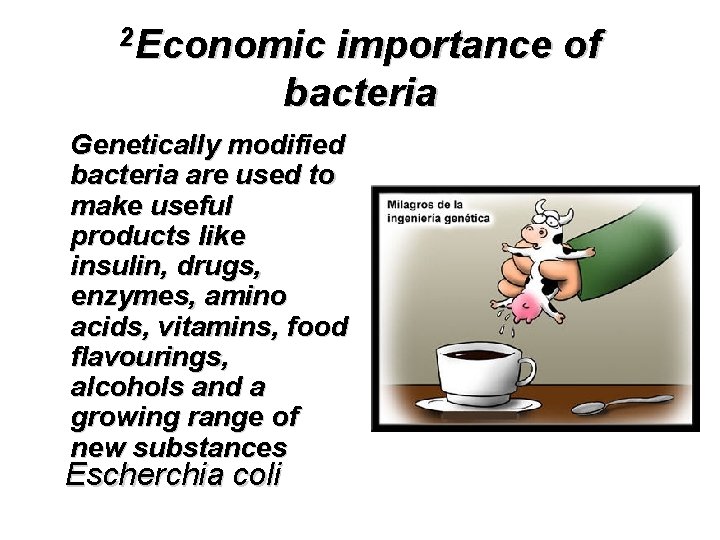 2 Economic importance of bacteria Genetically modified bacteria are used to make useful products