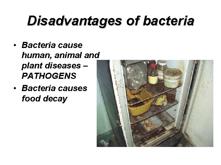 Disadvantages of bacteria • Bacteria cause human, animal and plant diseases – PATHOGENS •