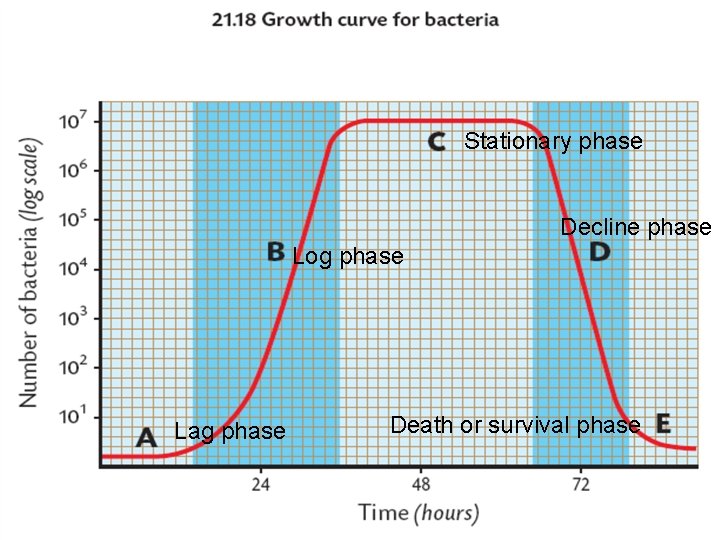 Stationary phase Decline phase Log phase Lag phase Death or survival phase 