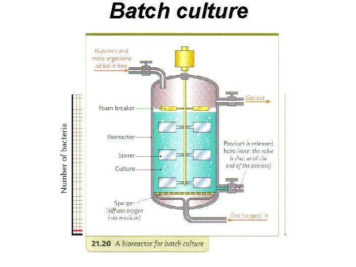 Batch culture 