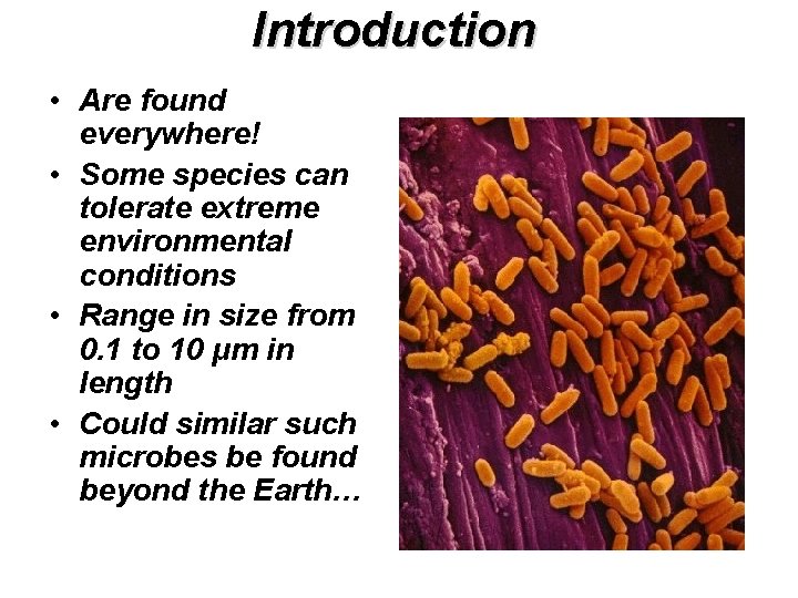 Introduction • Are found everywhere! • Some species can tolerate extreme environmental conditions •