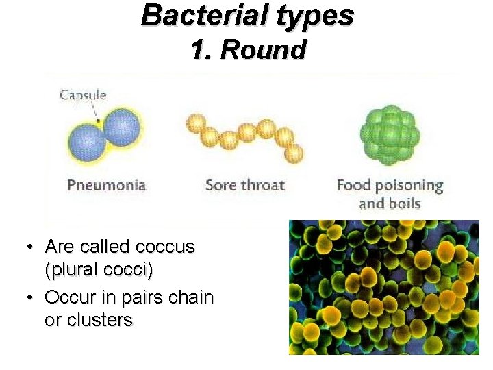 Bacterial types 1. Round • Are called coccus (plural cocci) • Occur in pairs