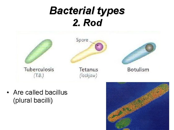 Bacterial types 2. Rod • Are called bacillus (plural bacilli) 