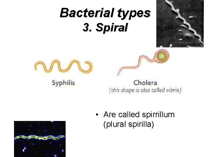 Bacterial types 3. Spiral • Are called spirrillum (plural spirilla) 