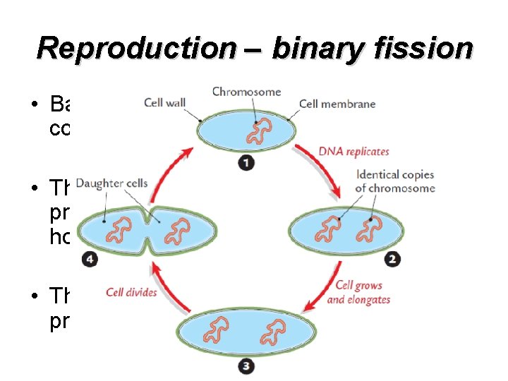 Reproduction – binary fission • Bacteria can divide every 20 minutes if conditions are