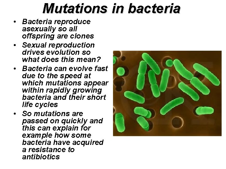 Mutations in bacteria • Bacteria reproduce asexually so all offspring are clones • Sexual