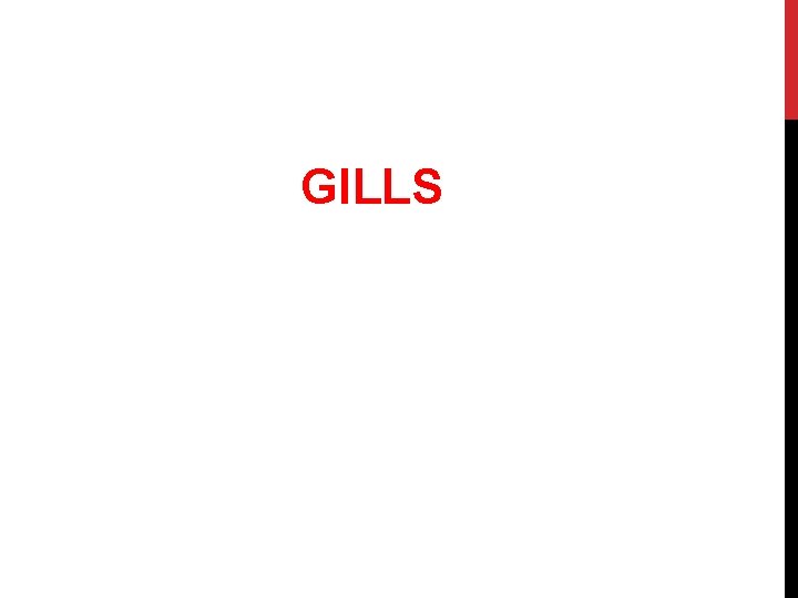 GILLS 