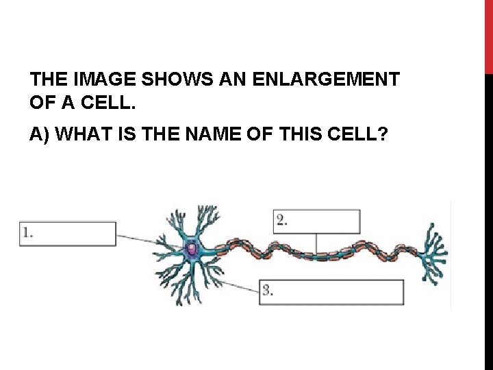 THE IMAGE SHOWS AN ENLARGEMENT OF A CELL. A) WHAT IS THE NAME OF