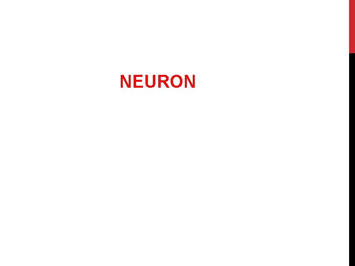 NEURON 