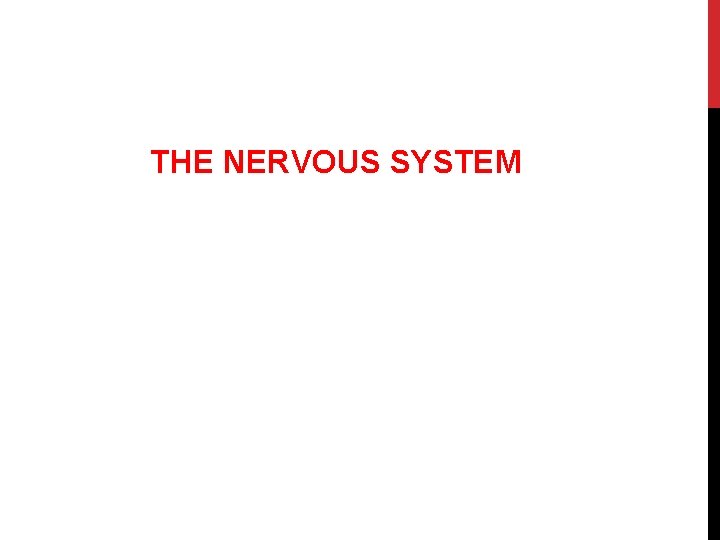 THE NERVOUS SYSTEM 