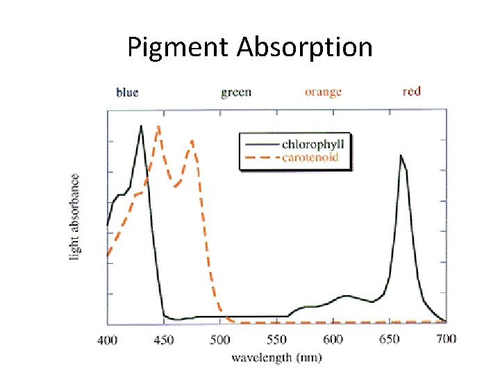 Pigment Absorption 