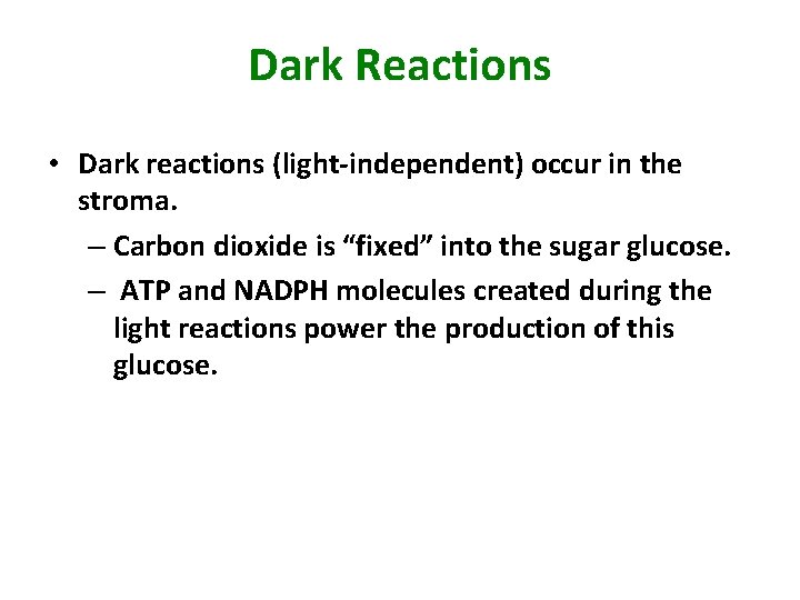 Dark Reactions • Dark reactions (light-independent) occur in the stroma. – Carbon dioxide is