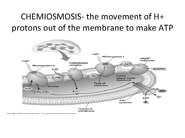 CHEMIOSMOSIS- the movement of H+ protons out of the membrane to make ATP 