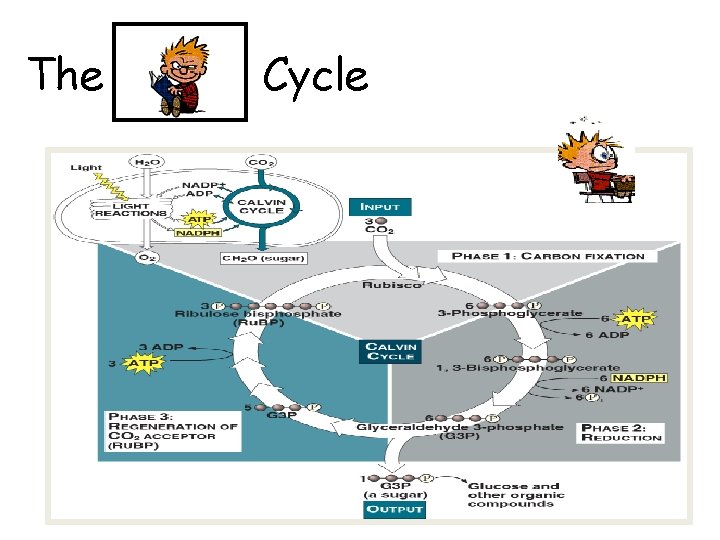The Calvin Cycle 