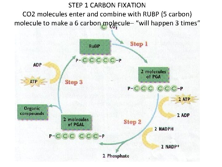 STEP 1 CARBON FIXATION CO 2 molecules enter and combine with RUBP (5 carbon)