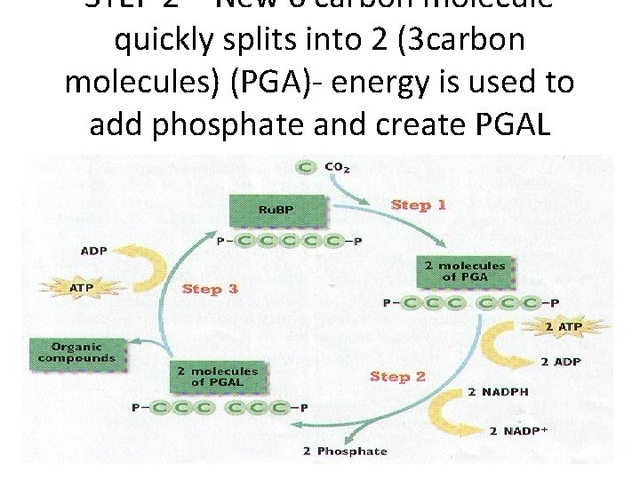 STEP 2 – New 6 carbon molecule quickly splits into 2 (3 carbon molecules)