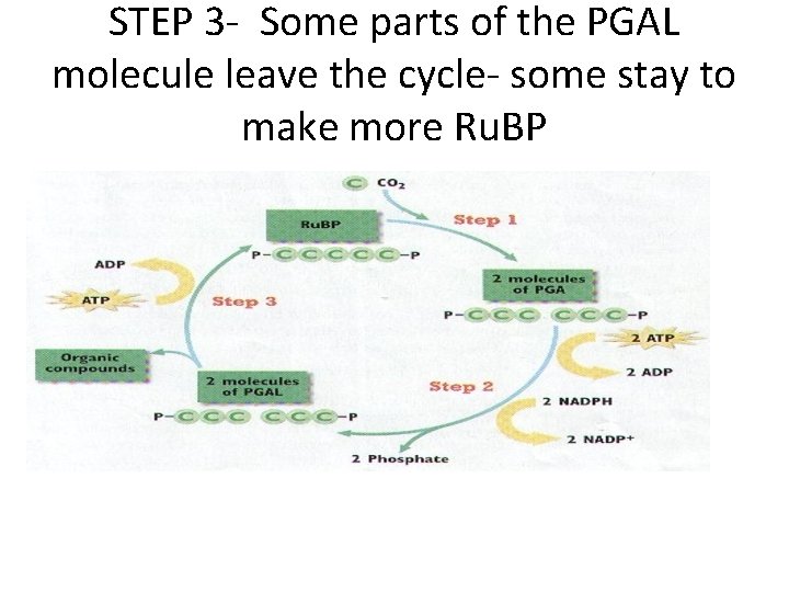 STEP 3 - Some parts of the PGAL molecule leave the cycle- some stay