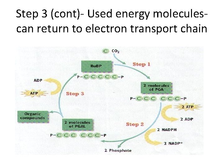Step 3 (cont)- Used energy moleculescan return to electron transport chain 