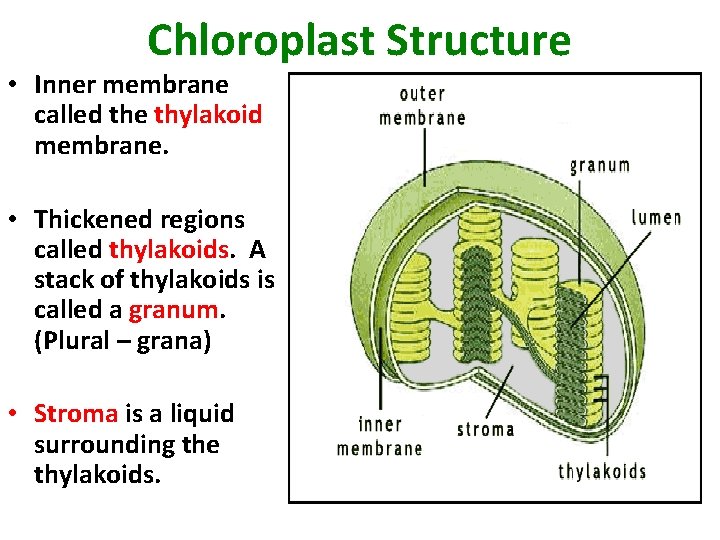 Chloroplast Structure • Inner membrane called the thylakoid membrane. • Thickened regions called thylakoids.