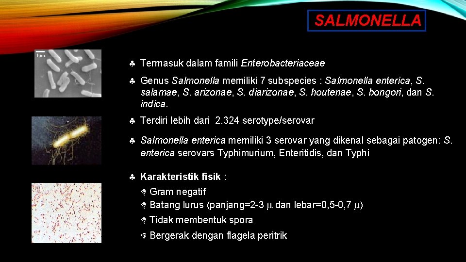 SALMONELLA Termasuk dalam famili Enterobacteriaceae Genus Salmonella memiliki 7 subspecies : Salmonella enterica, S.