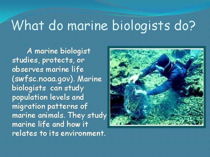 What do marine biologists do? A marine biologist studies, protects, or observes marine life