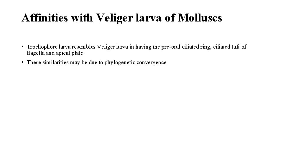 Affinities with Veliger larva of Molluscs • Trochophore larva resembles Veliger larva in having