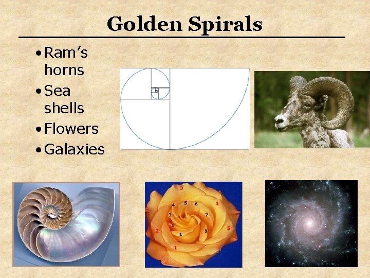 Golden Spirals • Ram’s horns • Sea shells • Flowers • Galaxies 