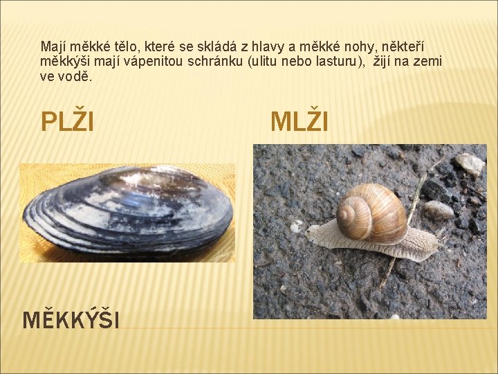 Mají měkké tělo, které se skládá z hlavy a měkké nohy, někteří měkkýši mají