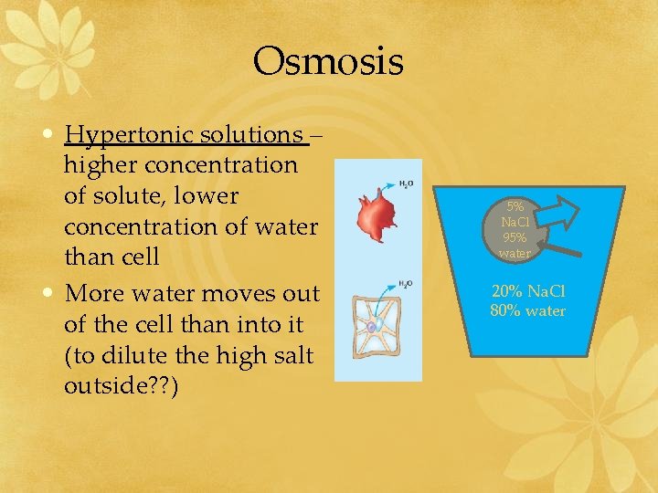 Osmosis • Hypertonic solutions – higher concentration of solute, lower concentration of water than