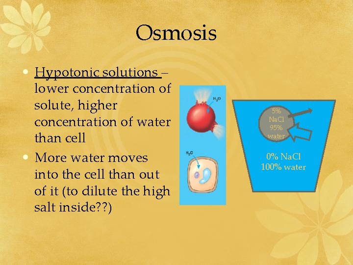 Osmosis • Hypotonic solutions – lower concentration of solute, higher concentration of water than