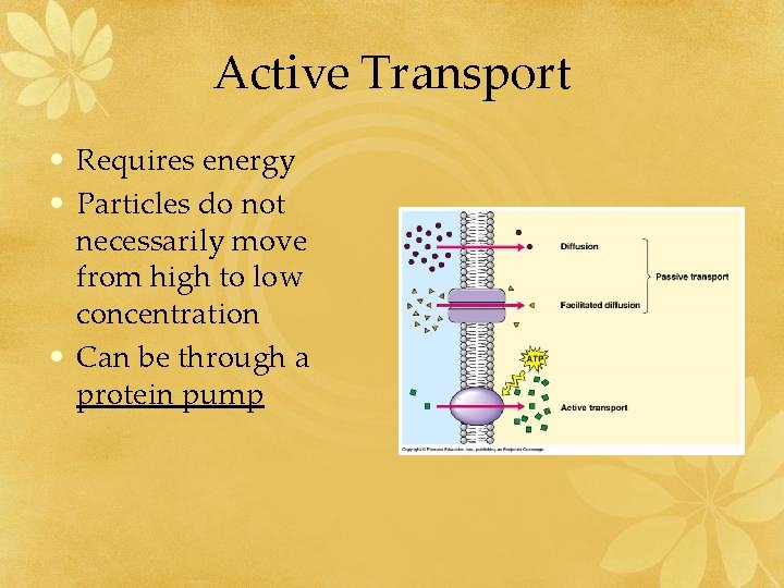 Active Transport • Requires energy • Particles do not necessarily move from high to