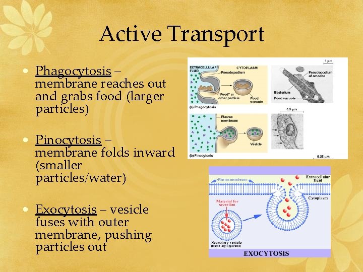 Active Transport • Phagocytosis – membrane reaches out and grabs food (larger particles) •