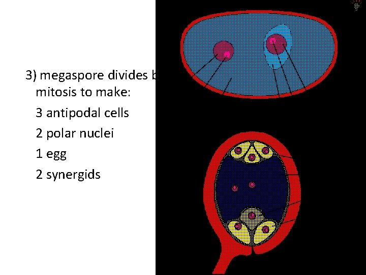 3) megaspore divides by mitosis to make: 3 antipodal cells 2 polar nuclei 1