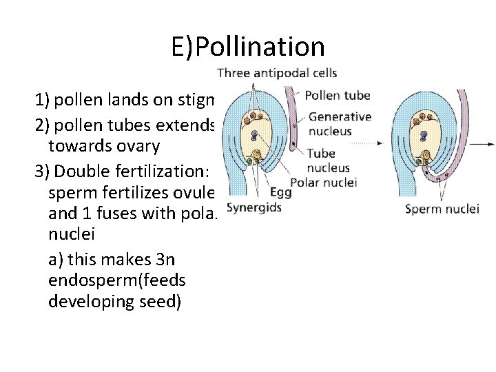 E)Pollination 1) pollen lands on stigma. 2) pollen tubes extends towards ovary 3) Double