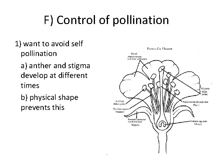 F) Control of pollination 1) want to avoid self pollination a) anther and stigma