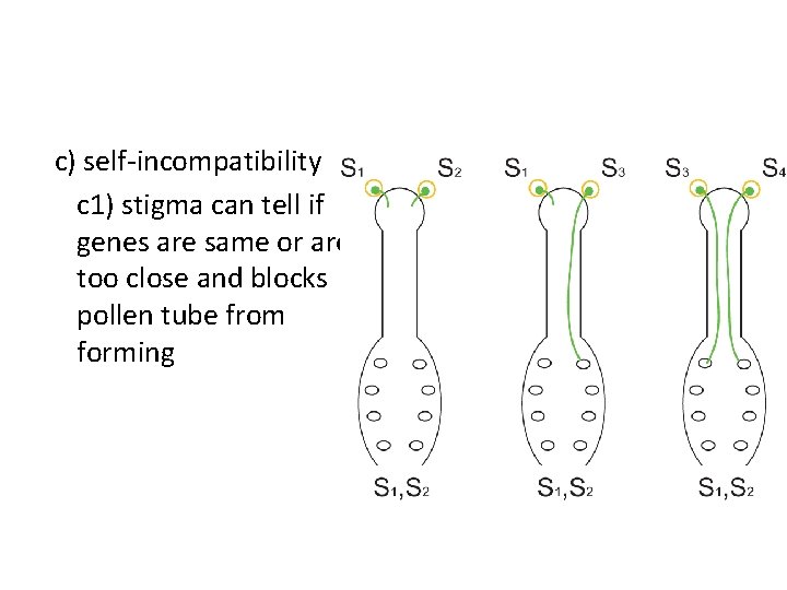 c) self-incompatibility c 1) stigma can tell if genes are same or are too