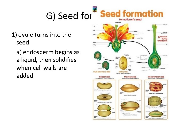 G) Seed formation 1) ovule turns into the seed a) endosperm begins as a