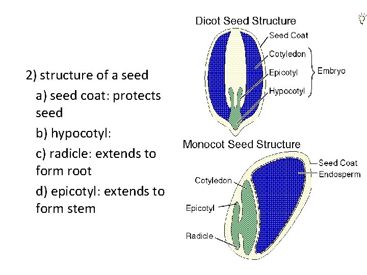 2) structure of a seed a) seed coat: protects seed b) hypocotyl: c) radicle:
