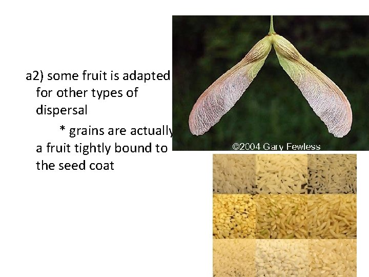 a 2) some fruit is adapted for other types of dispersal * grains are
