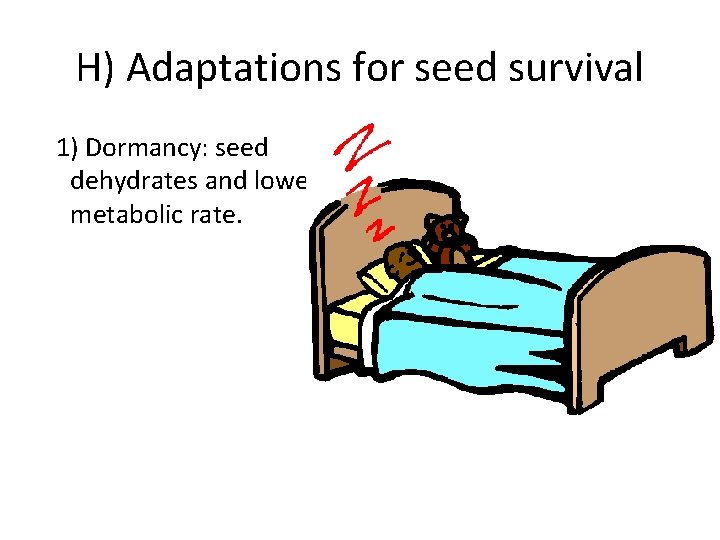 H) Adaptations for seed survival 1) Dormancy: seed dehydrates and lowers metabolic rate. 