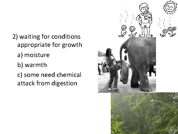 2) waiting for conditions appropriate for growth a) moisture b) warmth c) some need