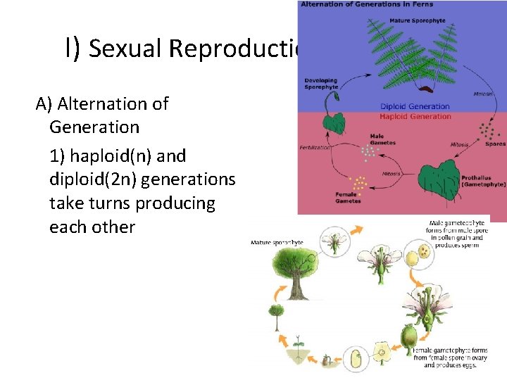 I) Sexual Reproduction A) Alternation of Generation 1) haploid(n) and diploid(2 n) generations take