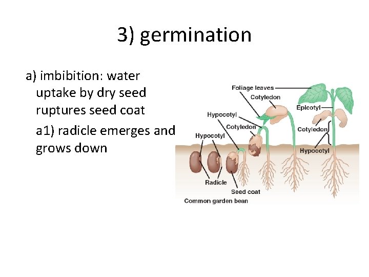 3) germination a) imbibition: water uptake by dry seed ruptures seed coat a 1)