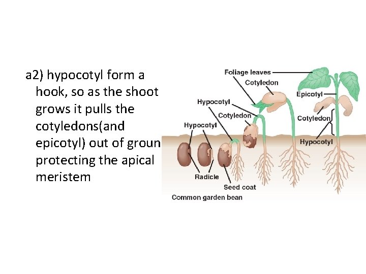 a 2) hypocotyl form a hook, so as the shoot grows it pulls the